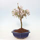 Venkovní bonsai - Prunus incisa Kojou-no mai-Slivoň vyříznutá - 4/6