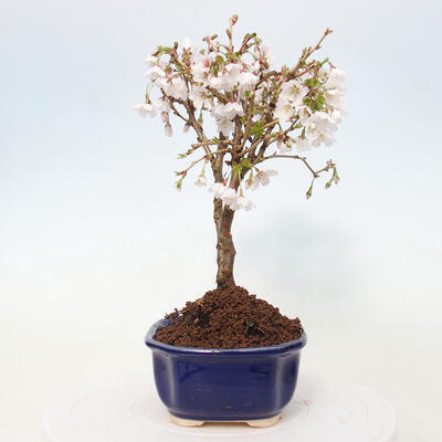 Venkovní bonsai - Prunus incisa Kojou-no mai-Slivoň vyříznutá - 4
