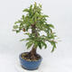 Venkovní bonsai -Malus halliana - Maloplodá jabloň - 4/6
