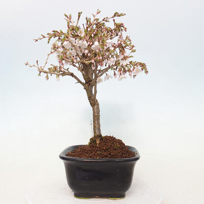 Venkovní bonsai - Prunus incisa Kojou-no mai-Slivoň vyříznutá - 4