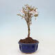 Venkovní bonsai - Prunus incisa Kojou-no mai-Slivoň vyříznutá - 4/6