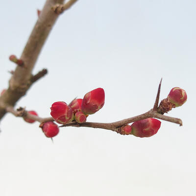 Venkovní bonsai - Chaneomeles sup. Nicoline - kdoulovec - 4