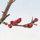 Venkovní bonsai - Chaneomeles sup. Nicoline - kdoulovec - 4/4