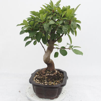Venkovní bonsai -Malus halliana - Maloplodá jabloň - 4