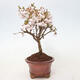 Venkovní bonsai - Prunus incisa Kojou-no mai-Slivoň vyříznutá - 4/5
