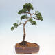 Venkovní bonsai - Juniperus chinensis Kishu -Jalovec čínský - 4/4