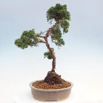 Venkovní bonsai - Juniperus chinensis Kishu -Jalovec čínský - 4