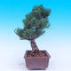 Venkovní bonsai -Borovice  drobnokvětá - Pinus parviflora glauca - 4/7