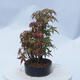 Acer palmatum  - Javor dlanitolistý - lesík - 4/5