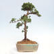 Venkovní bonsai - Juniperus chinensis Kishu -Jalovec čínský - 4/4