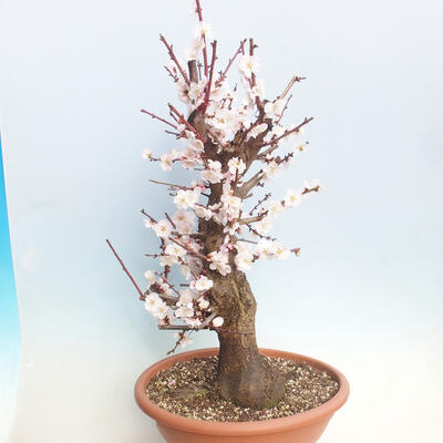 Venkovní bonsai -Japonská meruňka - Prunus Mume - 4