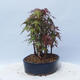 Acer palmatum  - Javor dlanitolistý - lesík - 4/5