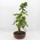 Pokojová bonsai - Duranta erecta Aurea - 4/6
