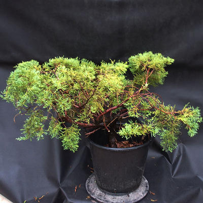 Jalovec - Juniperus sabina NO-23 - 4