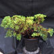 Jalovec - Juniperus sabina NO-23 - 4/7