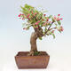 Venkovní bonsai -Malus halliana - Maloplodá jabloň - 4/7