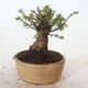 Venkovní bonsai - Ulmus parvifolia SAIGEN - Malolistý jilm - 4/6