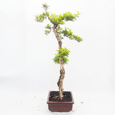 Pokojová bonsai - Duranta erecta Aurea - 4