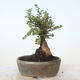 Venkovní bonsai - Ulmus parvifolia SAIGEN - Malolistý jilm - 4/7
