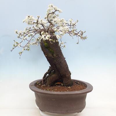 Venkovní bonsai - Prunus spinosa - trnka - 4