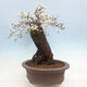 Venkovní bonsai - Prunus spinosa - trnka - 4/6