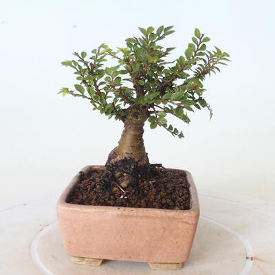 Venkovní bonsai - Ulmus parvifolia SAIGEN - Malolistý jilm - 4