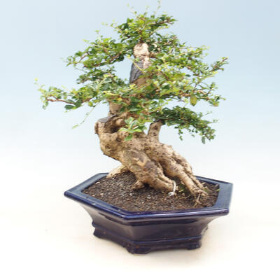 Pokojová bonsai - Carmona macrophylla - čaj fuki - 4