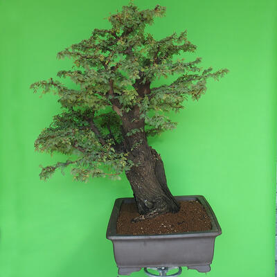 Pokojová bonsai - Akacia Arabica - 4