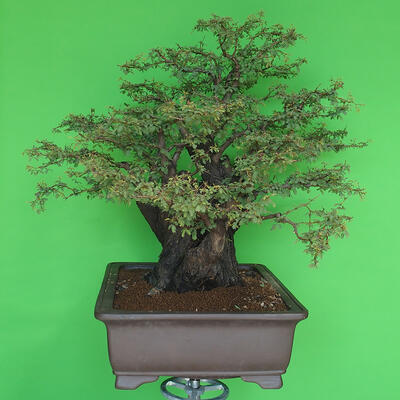 Pokojová bonsai - Akacia Arabica - 4