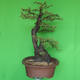 Pokojová bonsai - Akacia Arabica - 4/7