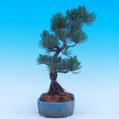 Venkovní bonsai -Borovice  drobnokvětá - Pinus parviflora glauca - 4