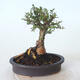 Venkovní bonsai - Ulmus parvifolia SAIGEN - Malolistý jilm - 4/7