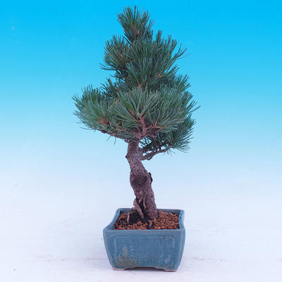 Venkovní bonsai -Borovice  drobnokvětá - Pinus parviflora glauca - 4