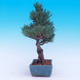 Venkovní bonsai -Borovice  drobnokvětá - Pinus parviflora glauca - 4/6