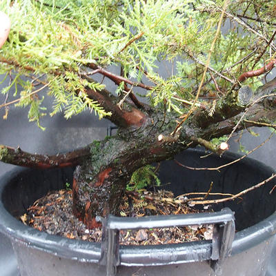 Jalovec - Juniperus sabina NO-24 - 4