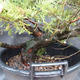 Jalovec - Juniperus sabina NO-24 - 4/5