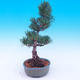 Venkovní bonsai -Borovice  drobnokvětá - Pinus parviflora glauca - 4/6