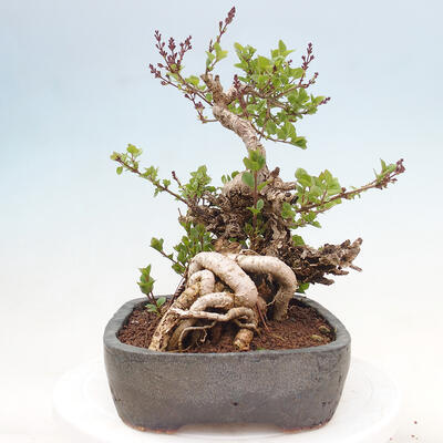 Venkovní bonsai - Syringa Meyeri Palibin - Šeřík Meyerův - 4