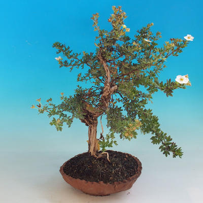Venkovní bonsai-Mochna křovitá - Dasiphora fruticosa bílá - 4