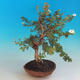 Venkovní bonsai-Mochna křovitá - Dasiphora fruticosa bílá - 4/6