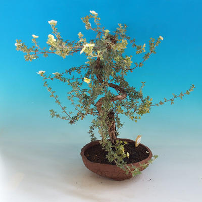 Venkovní bonsai-Mochna křovitá - Dasiphora fruticosa žlutá - 4