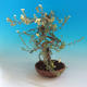 Venkovní bonsai-Mochna křovitá - Dasiphora fruticosa žlutá - 4/5