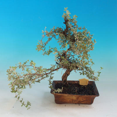 Venkovní bonsai-Mochna křovitá - Dasiphora fruticosa žlutá - 4