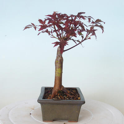 Venkovní bonsai - Acer palm. Atropurpureum-Javor dlanitolistý červený - 4