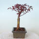 Venkovní bonsai - Acer palm. Atropurpureum-Javor dlanitolistý červený - 4/6