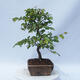 Venkovní bonsai - Carpinus CARPINOIDES - Habr korejský - 4/4