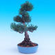 Venkovní bonsai -Borovice  drobnokvětá - Pinus parviflora glauca - 4/7