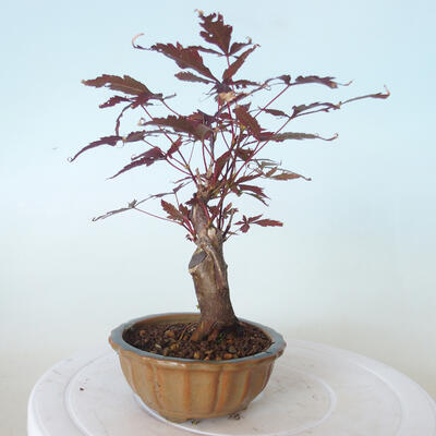 Venkovní bonsai - Acer palm. Atropurpureum-Javor dlanitolistý červený - 4