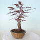 Venkovní bonsai - Acer palm. Atropurpureum-Javor dlanitolistý červený - 4/5
