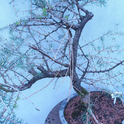 Yamadori - Modřín opadavý - Larix decidua - 4